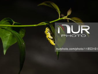 A Common Jezebel (Delias eucharis) butterfly is observed at its pupal stage under a leaf of a plant in Tehatta, West Bengal, India, on Decem...