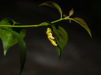 A Common Jezebel (Delias eucharis) butterfly is observed at its pupal stage under a leaf of a plant in Tehatta, West Bengal, India, on Decem...