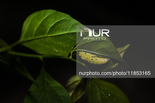 A Common Jezebel (Delias eucharis) butterfly is observed at its pupal stage under a leaf of a plant in Tehatta, West Bengal, India, on Decem...