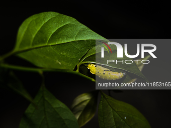 A Common Jezebel (Delias eucharis) butterfly is observed at its pupal stage under a leaf of a plant in Tehatta, West Bengal, India, on Decem...