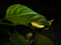 A Common Jezebel (Delias eucharis) butterfly is observed at its pupal stage under a leaf of a plant in Tehatta, West Bengal, India, on Decem...