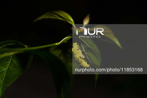 A Common Jezebel (Delias eucharis) butterfly is observed at its pupal stage under a leaf of a plant in Tehatta, West Bengal, India, on Decem...