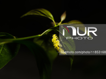 A Common Jezebel (Delias eucharis) butterfly is observed at its pupal stage under a leaf of a plant in Tehatta, West Bengal, India, on Decem...