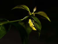 A Common Jezebel (Delias eucharis) butterfly is observed at its pupal stage under a leaf of a plant in Tehatta, West Bengal, India, on Decem...