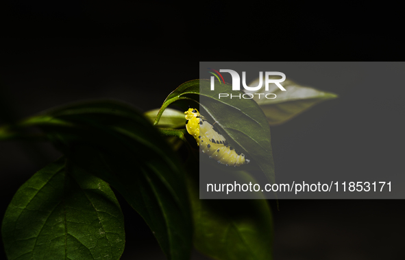 A Common Jezebel (Delias eucharis) butterfly is observed at its pupal stage under a leaf of a plant in Tehatta, West Bengal, India, on Decem...