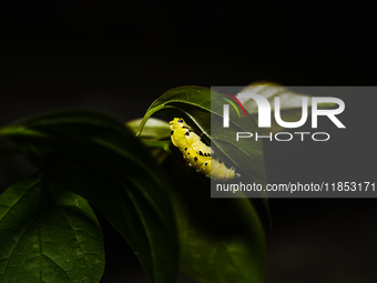 A Common Jezebel (Delias eucharis) butterfly is observed at its pupal stage under a leaf of a plant in Tehatta, West Bengal, India, on Decem...