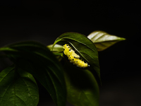 A Common Jezebel (Delias eucharis) butterfly is observed at its pupal stage under a leaf of a plant in Tehatta, West Bengal, India, on Decem...