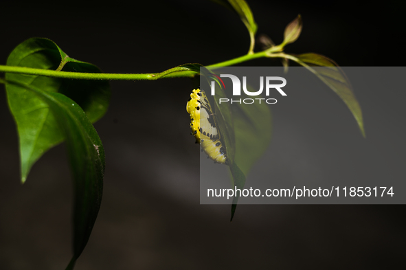 A Common Jezebel (Delias eucharis) butterfly is observed at its pupal stage under a leaf of a plant in Tehatta, West Bengal, India, on Decem...