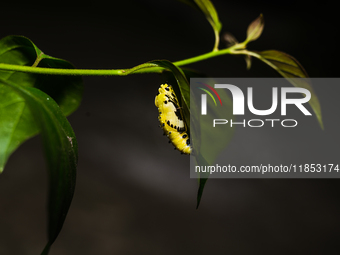 A Common Jezebel (Delias eucharis) butterfly is observed at its pupal stage under a leaf of a plant in Tehatta, West Bengal, India, on Decem...