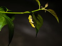 A Common Jezebel (Delias eucharis) butterfly is observed at its pupal stage under a leaf of a plant in Tehatta, West Bengal, India, on Decem...