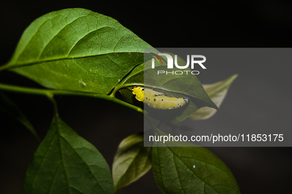 A Common Jezebel (Delias eucharis) butterfly is observed at its pupal stage under a leaf of a plant in Tehatta, West Bengal, India, on Decem...