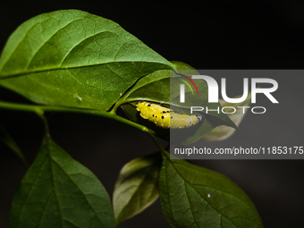 A Common Jezebel (Delias eucharis) butterfly is observed at its pupal stage under a leaf of a plant in Tehatta, West Bengal, India, on Decem...