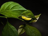 A Common Jezebel (Delias eucharis) butterfly is observed at its pupal stage under a leaf of a plant in Tehatta, West Bengal, India, on Decem...