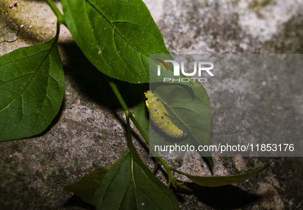 A Common Jezebel (Delias eucharis) butterfly is observed at its pupal stage under a leaf of a plant in Tehatta, West Bengal, India, on Decem...