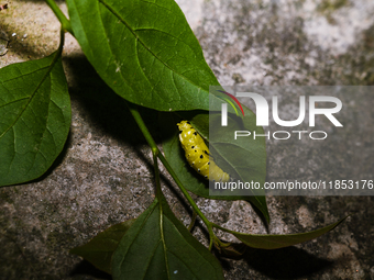 A Common Jezebel (Delias eucharis) butterfly is observed at its pupal stage under a leaf of a plant in Tehatta, West Bengal, India, on Decem...