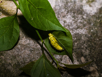 A Common Jezebel (Delias eucharis) butterfly is observed at its pupal stage under a leaf of a plant in Tehatta, West Bengal, India, on Decem...