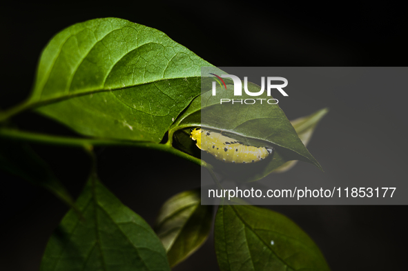 A Common Jezebel (Delias eucharis) butterfly is observed at its pupal stage under a leaf of a plant in Tehatta, West Bengal, India, on Decem...