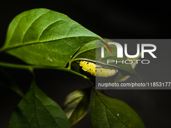 A Common Jezebel (Delias eucharis) butterfly is observed at its pupal stage under a leaf of a plant in Tehatta, West Bengal, India, on Decem...