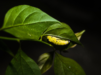 A Common Jezebel (Delias eucharis) butterfly is observed at its pupal stage under a leaf of a plant in Tehatta, West Bengal, India, on Decem...