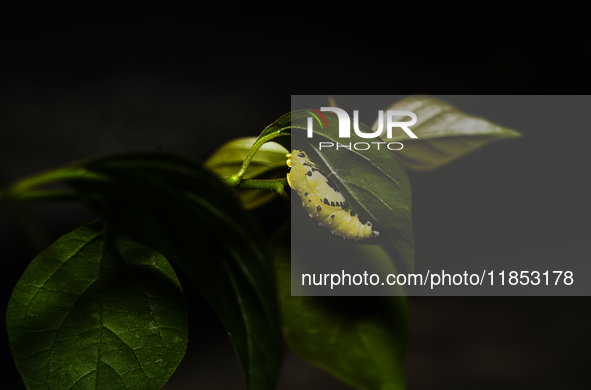 A Common Jezebel (Delias eucharis) butterfly is observed at its pupal stage under a leaf of a plant in Tehatta, West Bengal, India, on Decem...