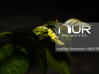 A Common Jezebel (Delias eucharis) butterfly is observed at its pupal stage under a leaf of a plant in Tehatta, West Bengal, India, on Decem...