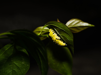 A Common Jezebel (Delias eucharis) butterfly is observed at its pupal stage under a leaf of a plant in Tehatta, West Bengal, India, on Decem...