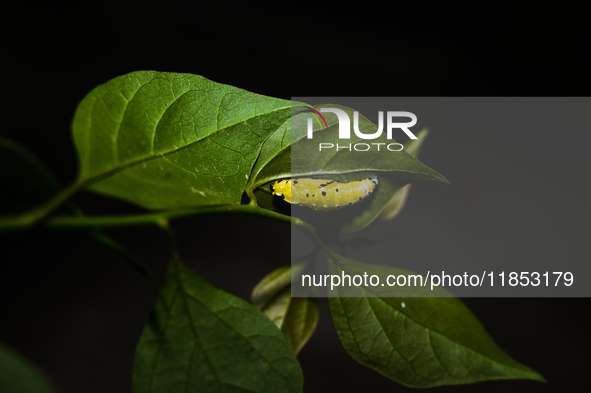 A Common Jezebel (Delias eucharis) butterfly is observed at its pupal stage under a leaf of a plant in Tehatta, West Bengal, India, on Decem...