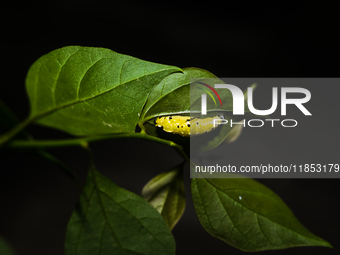 A Common Jezebel (Delias eucharis) butterfly is observed at its pupal stage under a leaf of a plant in Tehatta, West Bengal, India, on Decem...