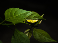 A Common Jezebel (Delias eucharis) butterfly is observed at its pupal stage under a leaf of a plant in Tehatta, West Bengal, India, on Decem...