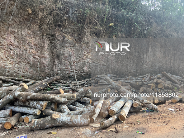 Rubber tree logs along the roadside wait to be transported to a mill and made into plywood in Manivar, Kollam, Kerala, India, on April 4, 20...