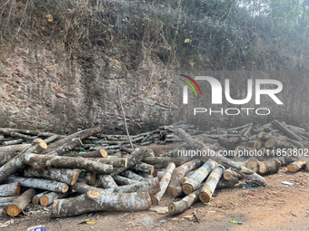 Rubber tree logs along the roadside wait to be transported to a mill and made into plywood in Manivar, Kollam, Kerala, India, on April 4, 20...