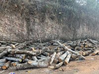 Rubber tree logs along the roadside wait to be transported to a mill and made into plywood in Manivar, Kollam, Kerala, India, on April 4, 20...