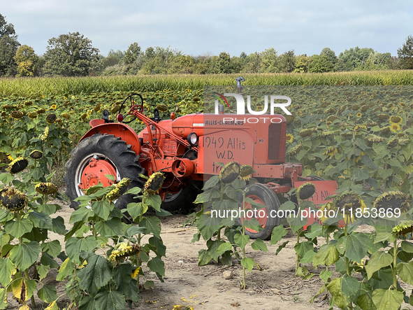 A 1949 Allis W.D. tractor is in a sunflower field at a farm in Stouffville, Ontario, Canada, on September 22, 2024. 