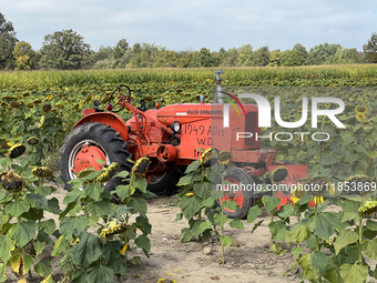 A 1949 Allis W.D. tractor is in a sunflower field at a farm in Stouffville, Ontario, Canada, on September 22, 2024. (