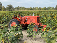 A 1949 Allis W.D. tractor is in a sunflower field at a farm in Stouffville, Ontario, Canada, on September 22, 2024. (