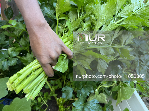 A woman harvests fresh celery from a vegetable garden in Toronto, Ontario, Canada, on October 12, 2024. 