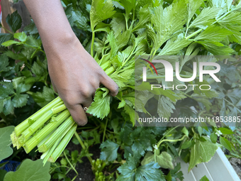 A woman harvests fresh celery from a vegetable garden in Toronto, Ontario, Canada, on October 12, 2024. (