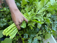 A woman harvests fresh celery from a vegetable garden in Toronto, Ontario, Canada, on October 12, 2024. (