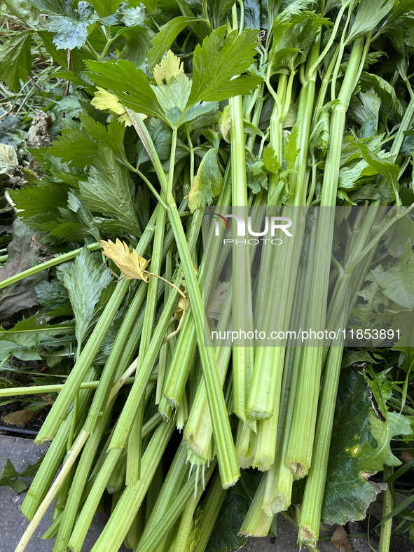 Celery is harvested from a vegetable garden in Toronto, Ontario, Canada, on October 12, 2024. 