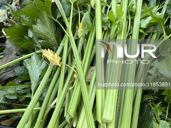 Celery is harvested from a vegetable garden in Toronto, Ontario, Canada, on October 12, 2024. (