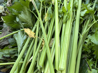 Celery is harvested from a vegetable garden in Toronto, Ontario, Canada, on October 12, 2024. (