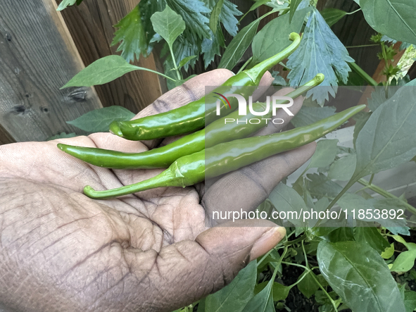 A woman harvests hot green chili peppers from a vegetable garden in Toronto, Ontario, Canada, on October 12, 2024. 