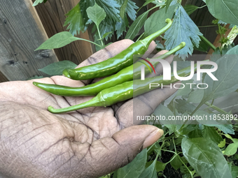 A woman harvests hot green chili peppers from a vegetable garden in Toronto, Ontario, Canada, on October 12, 2024. (