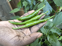 A woman harvests hot green chili peppers from a vegetable garden in Toronto, Ontario, Canada, on October 12, 2024. (