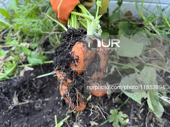 A woman harvests carrots from a vegetable garden in Toronto, Ontario, Canada, on October 12, 2024. 