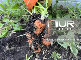 A woman harvests carrots from a vegetable garden in Toronto, Ontario, Canada, on October 12, 2024. (