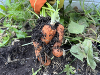 A woman harvests carrots from a vegetable garden in Toronto, Ontario, Canada, on October 12, 2024. (