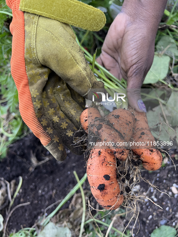 A woman harvests carrots from a vegetable garden in Toronto, Ontario, Canada, on October 12, 2024. 