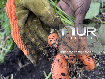 A woman harvests carrots from a vegetable garden in Toronto, Ontario, Canada, on October 12, 2024. (