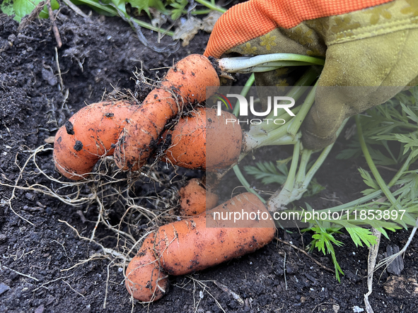 A woman harvests carrots from a vegetable garden in Toronto, Ontario, Canada, on October 12, 2024. 